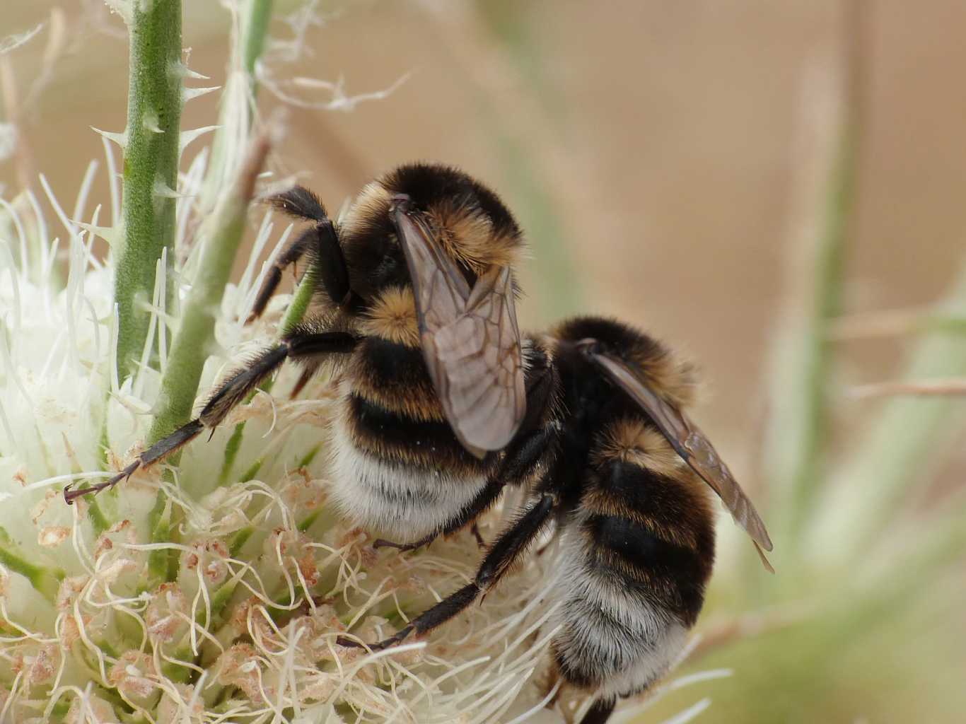 Concentrazione di maschi di Bombus ruderatus sardiniensis